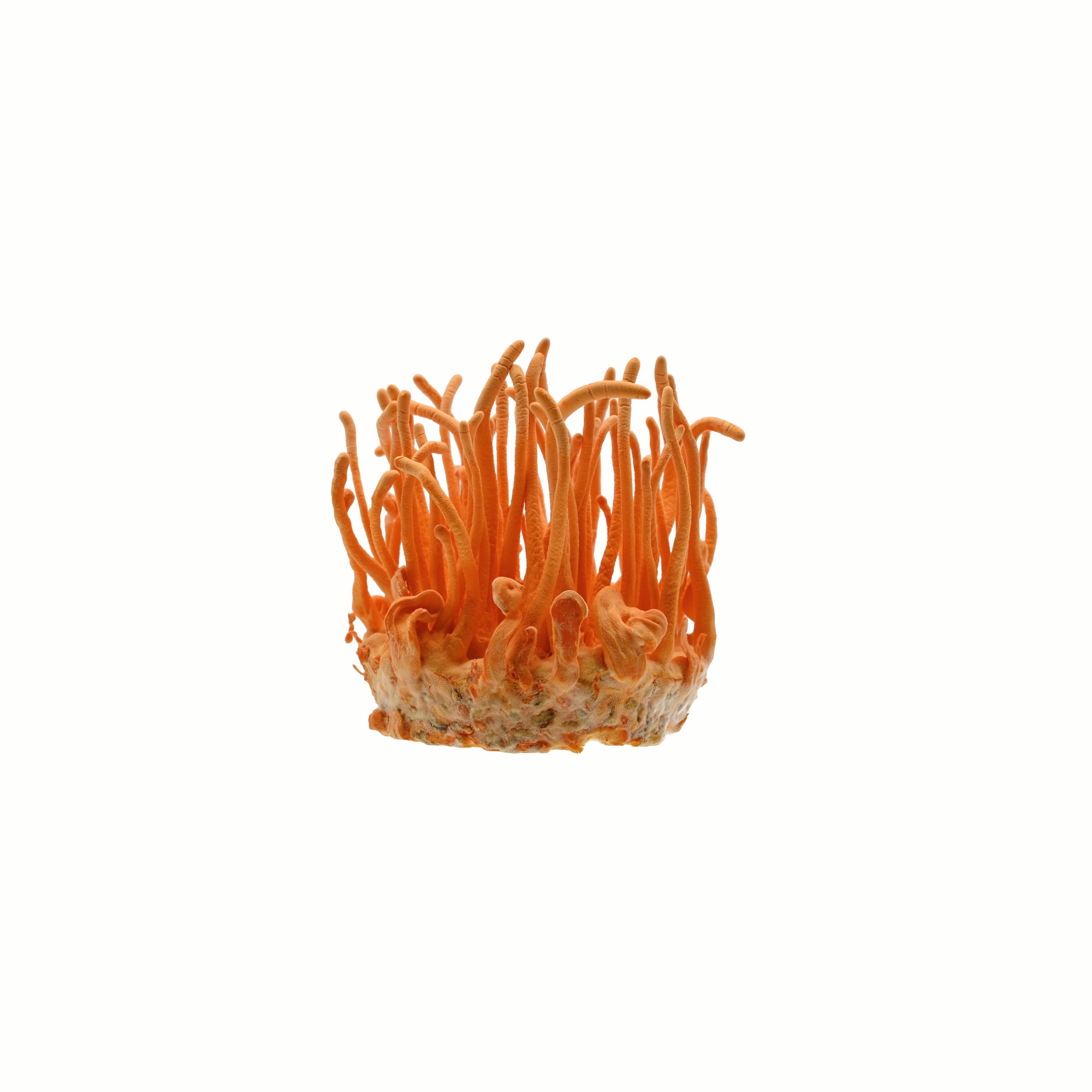 Magic City Mushrooms Cordyceps Mushroom Tincture